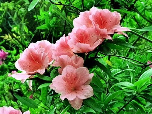 杜鹃最新照片,捕捉瞬间，见证美丽蜕变