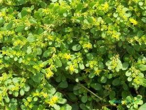 叶景天,探寻自然与生命的和谐共鸣